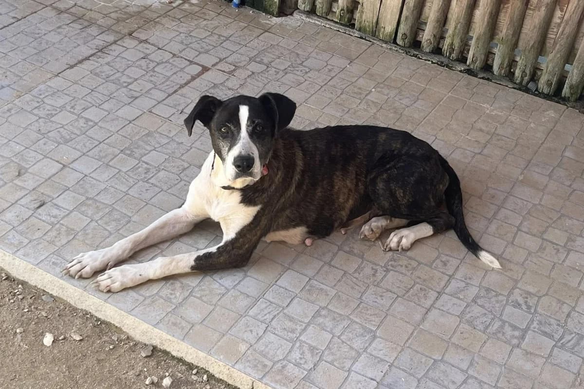 TEKA, Preto e Branco female senior Mixed Breed for adoption at O Cantinho da Milu, Lisbon