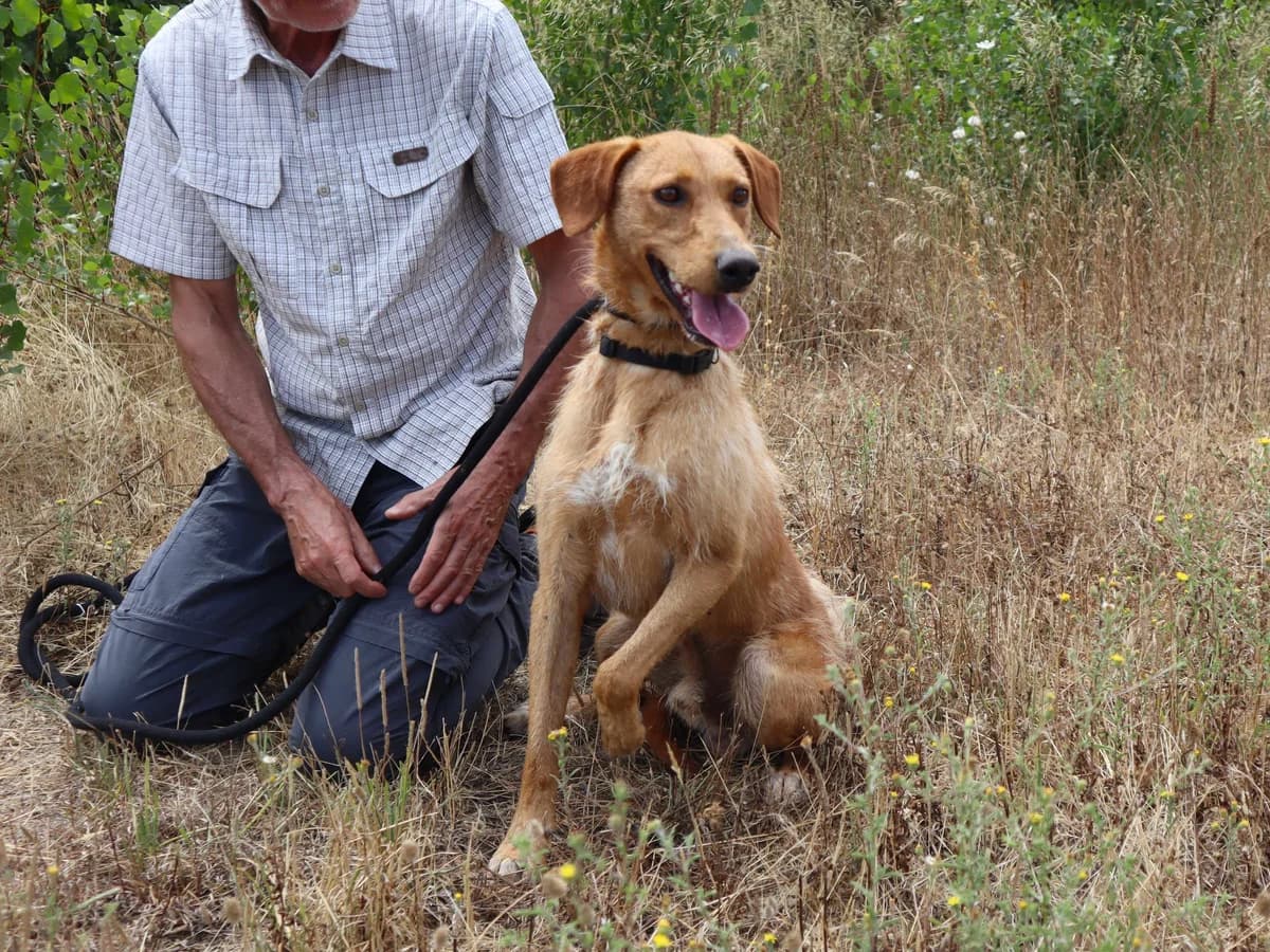 RICO, Castanho male young mixed breed for adoption at O Cantinho da Milu, Lisbon