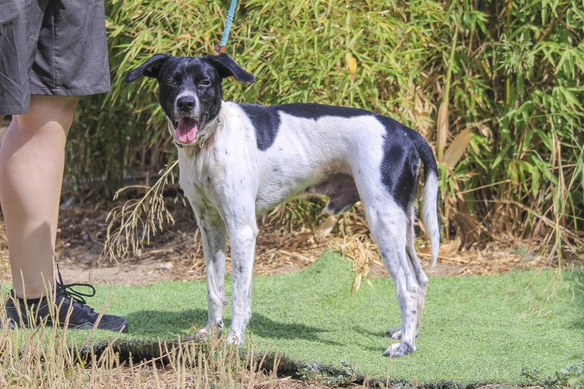 MITZI, Branco e Preto male 7yo Mixed Breed for adoption at O Cantinho da Milu, Lisbon