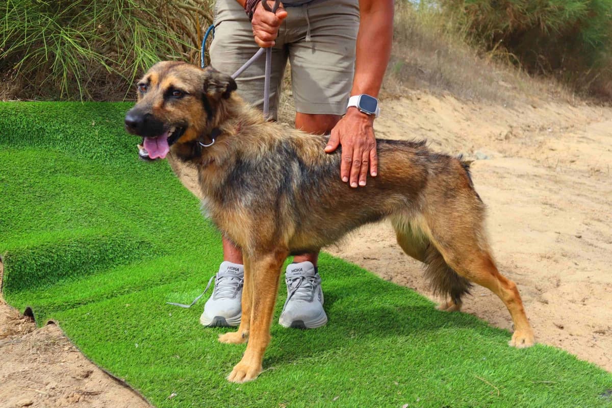 KETTI, Castanho female young Mixed Breed for adoption at O Cantinho da Milu, Lisbon