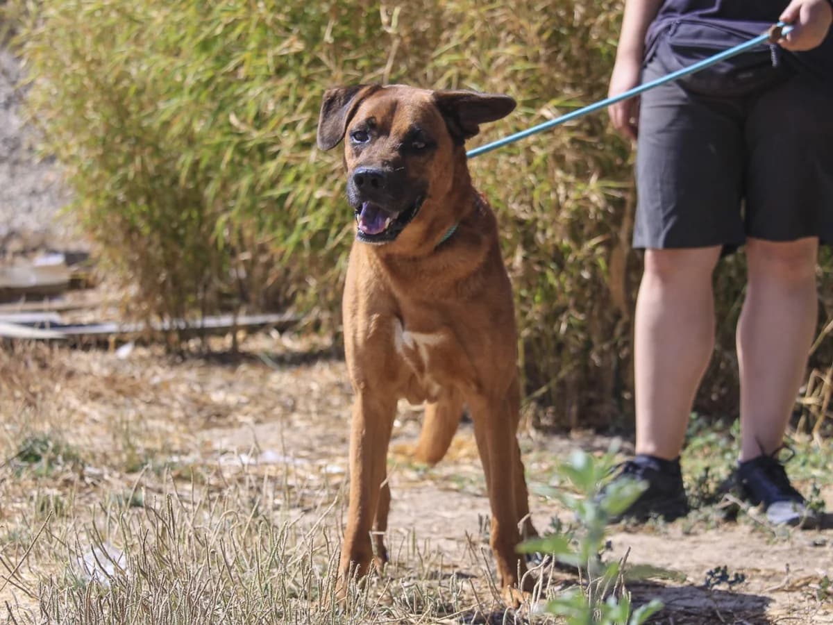 BIG, Castanho male Mixed Breed for adoption at O Cantinho da Milu, Lisbon