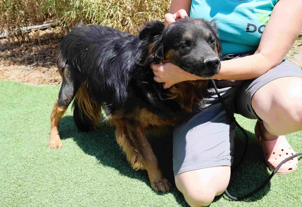 TRISTAN, Preto e Fogo male senior Mixed Breed for adoption at O Cantinho da Milu, Lisbon
