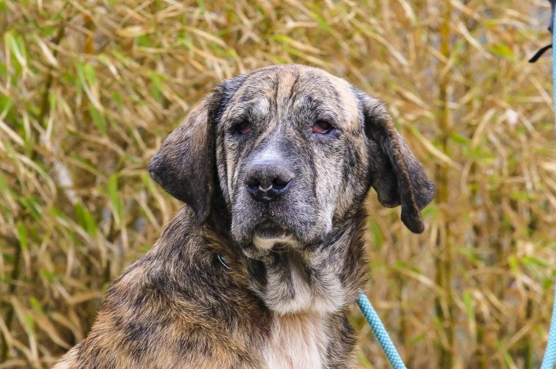 PAULO, Tigrado male 4yo Mixed Breed for adoption at O Cantinho da Milu, Lisbon
