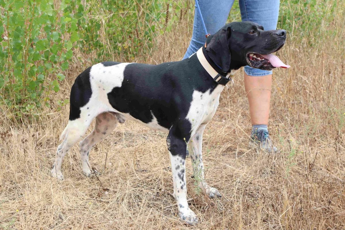DOUGLAS, Branco e Preto male young Pointer for adoption at O Cantinho da Milu, Lisbon