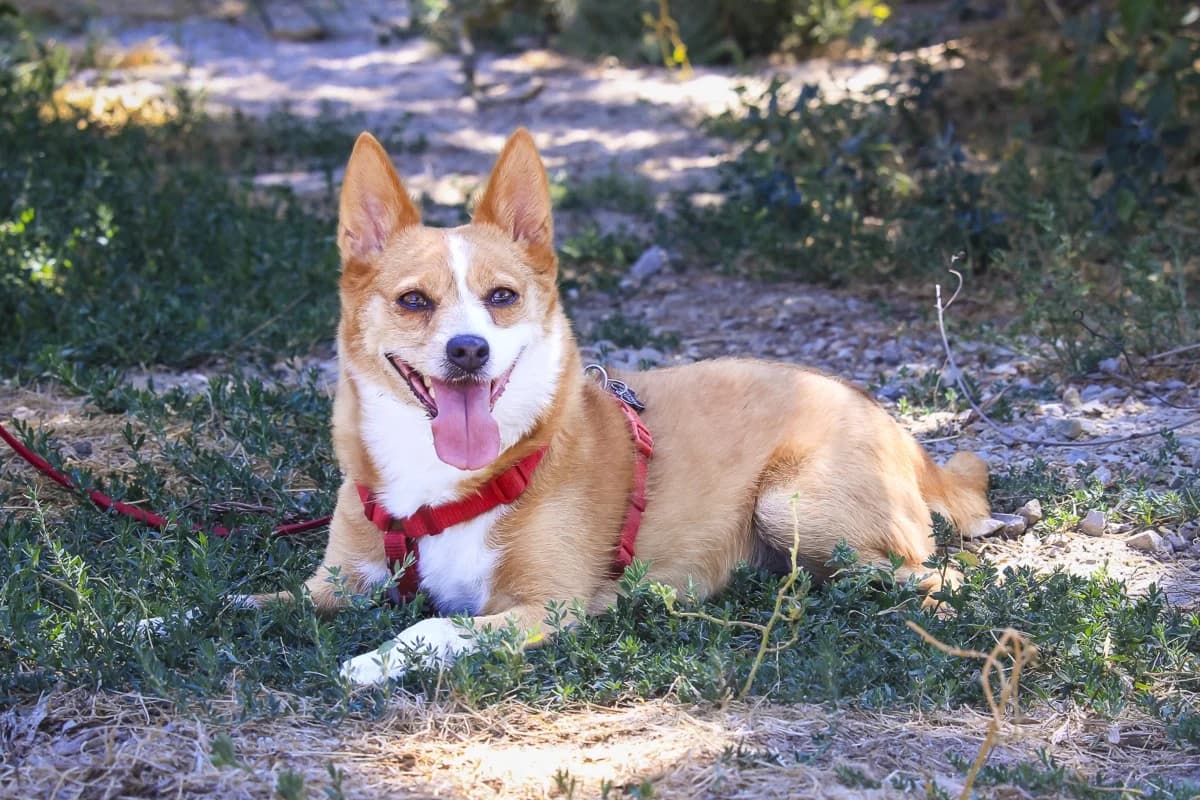 LUNA, Laranja female 6yo Mixed Breed for adoption at O Cantinho da Milu, Lisbon