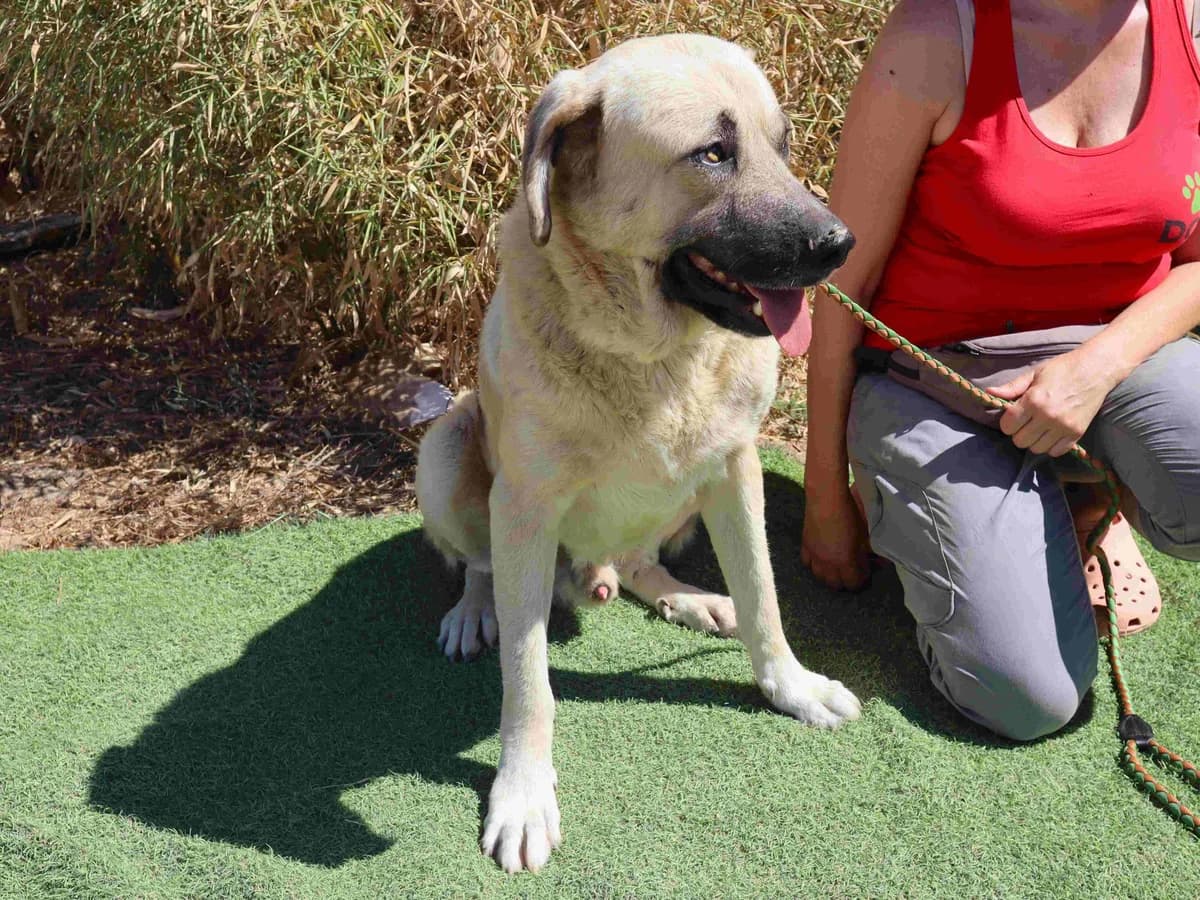 CONRAD, Creme male 4yo mixed breed for adoption at O Cantinho da Milu, Lisbon