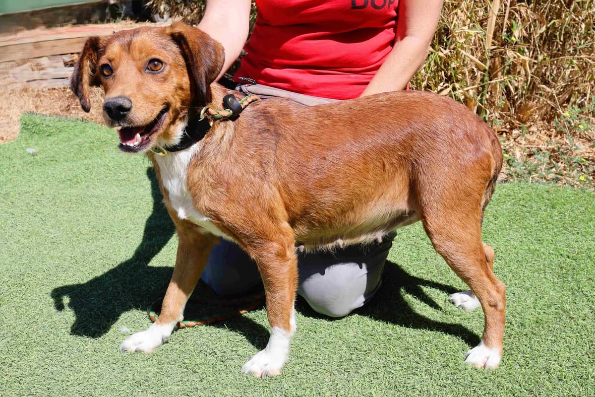 LARA, Castanho e Branco female 3yo Mixed Breed for adoption at O Cantinho da Milu, Lisbon