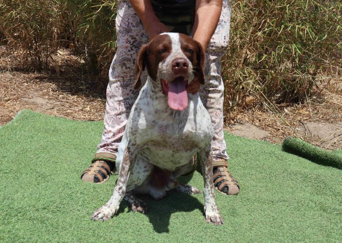 PILOTO, Branco e Castanho male senior mixed breed for adoption at O Cantinho da Milu, Lisbon