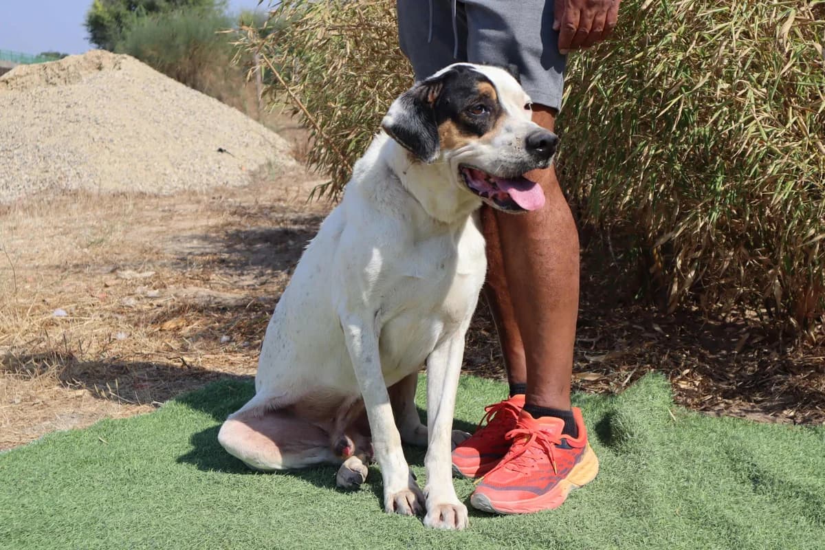 RICKY, Branco e Preto male senior Mixed Breed for adoption at O Cantinho da Milu, Lisbon