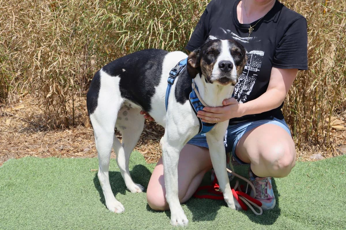 CARINHA, Branco e Castanho female young Mixed Breed for adoption at O Cantinho da Milu, Lisbon