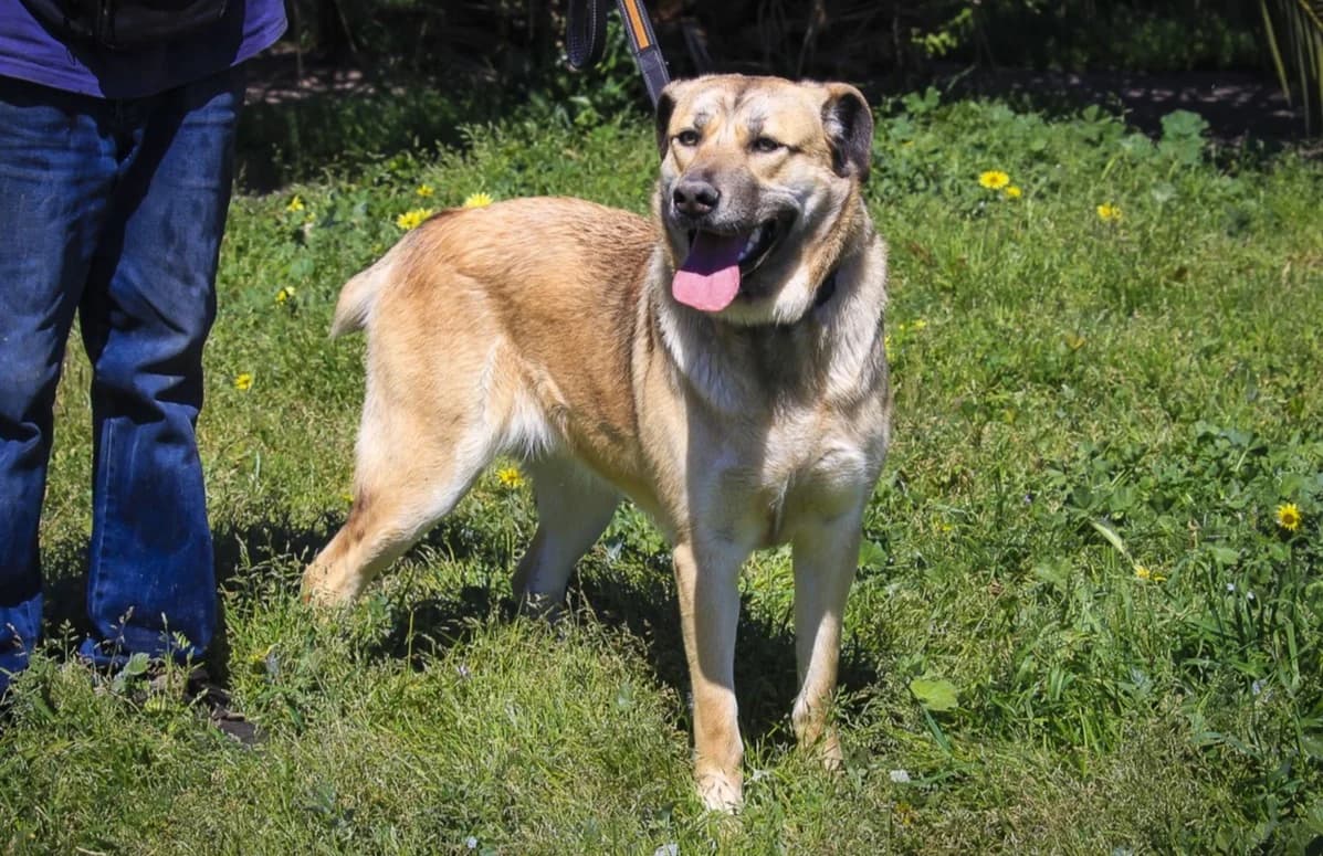 BELLADONNA, Mixed Breed (O Cantinho da Milu)