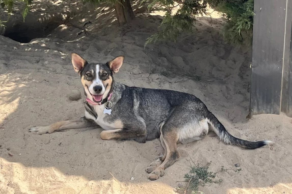 CARRIE, Cinzento e Branco female 3yo Mixed Breed for adoption at O Cantinho da Milu, Lisbon