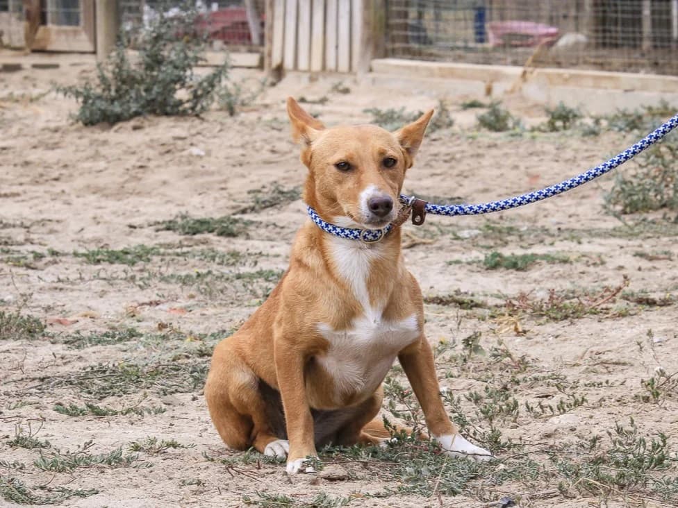 JULIA, Castanho e Branco female 3yo mixed breed for adoption at O Cantinho da Milu, Lisbon