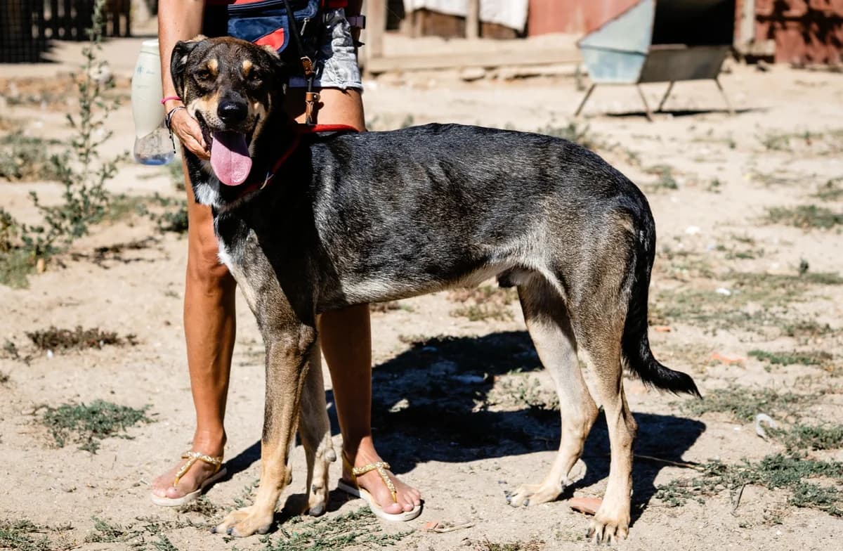 JASON, Castanho male young Mixed Breed for adoption at O Cantinho da Milu, Lisbon