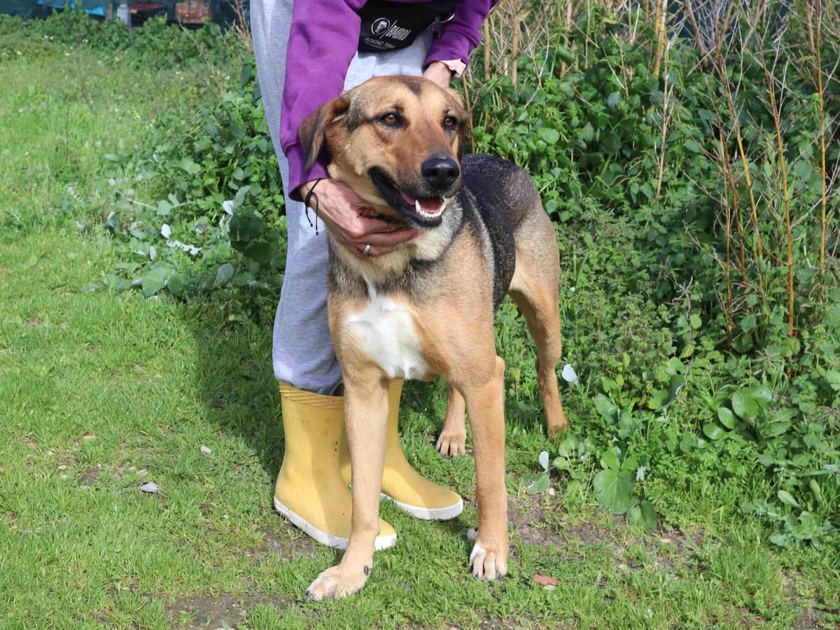 JOSY, Preto e Castanho female young Mixed Breed for adoption at O Cantinho da Milu, Lisbon