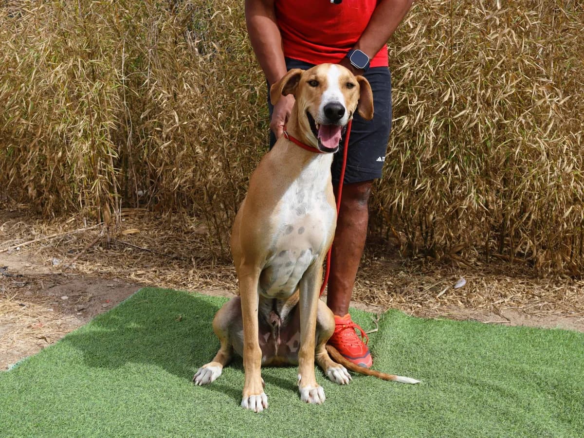ENZO, Castanho e Branco male 3yo Galgo Español for adoption at O Cantinho da Milu, Lisbon