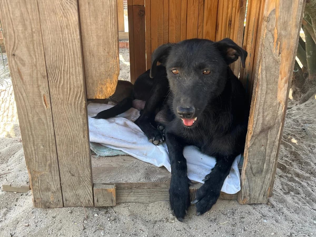 KOA, Preto female 4yo Mixed Breed for adoption at O Cantinho da Milu, Lisbon