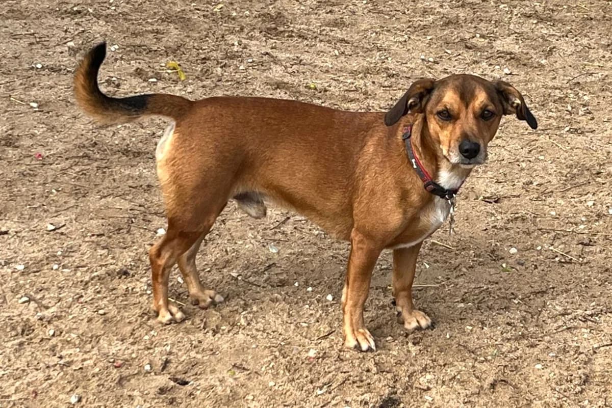 SNOOPY, Castanho male young Mixed Breed for adoption at O Cantinho da Milu, Lisbon