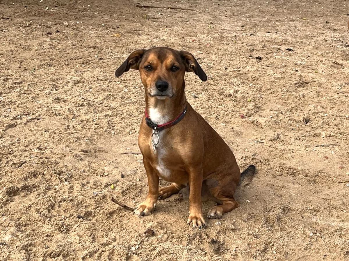SNOOPY, Castanho male 3yo Mixed Breed for adoption at O Cantinho da Milu, Lisbon