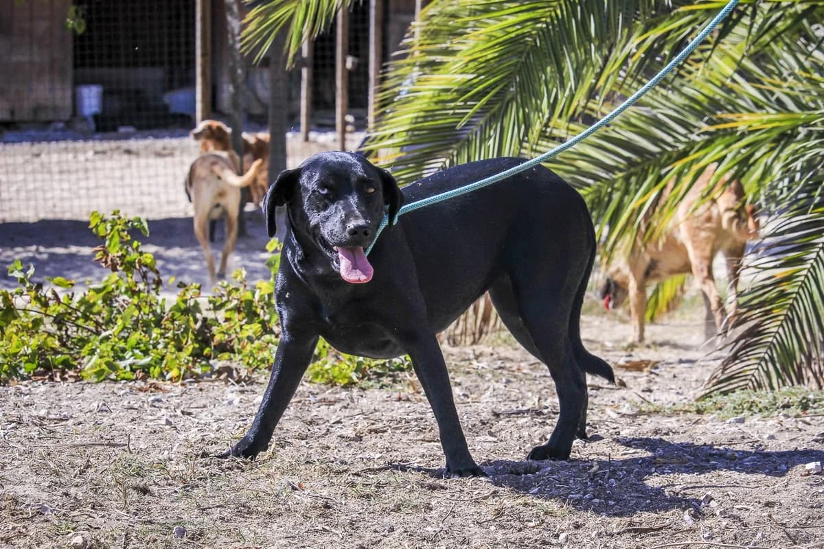 ALLY, Preto female 4yo Labrador Retriever for adoption at O Cantinho da Milu, Lisbon