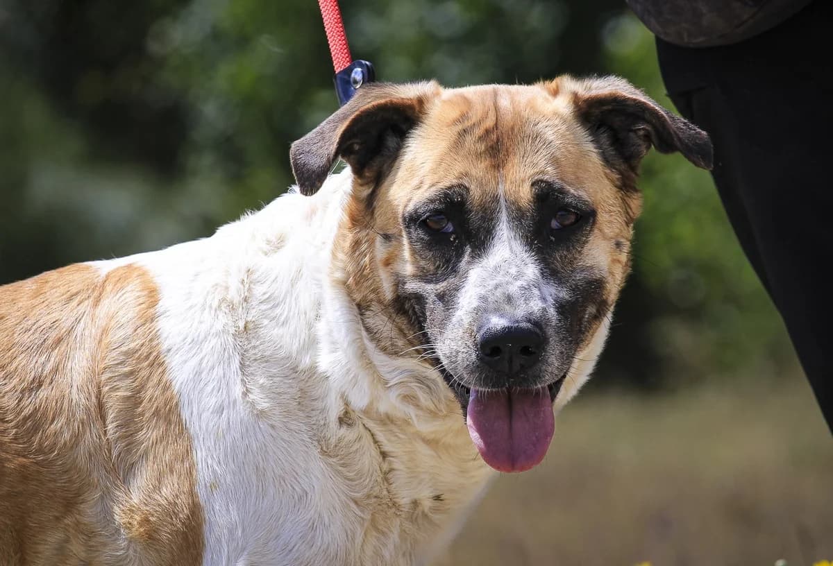 PEARL, Branco e Castanho female 5yo mixed breed for adoption at O Cantinho da Milu, Lisbon
