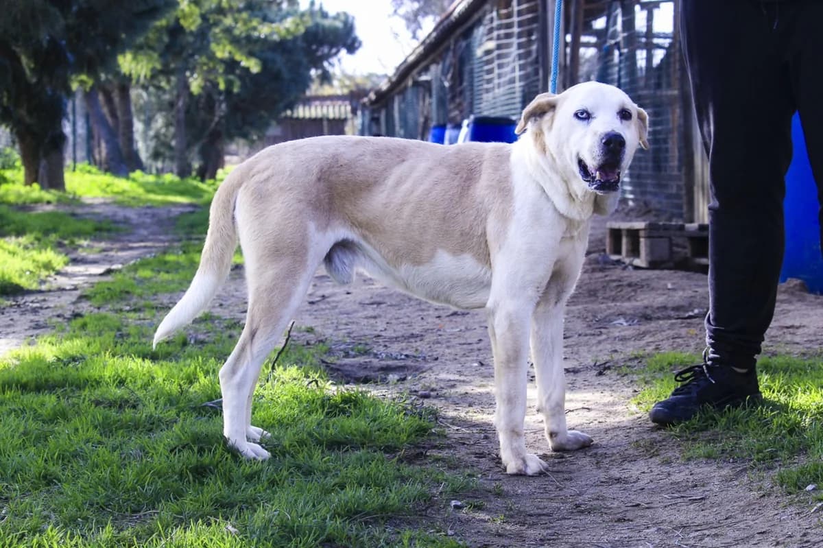 BOWIE, Castanho e Branco male 3yo Mixed Breed for adoption at O Cantinho da Milu, Lisbon