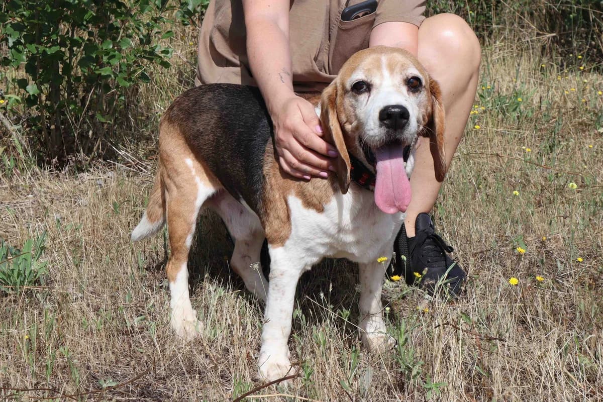 ELTON, Tricolor male senior Beagle for adoption at O Cantinho da Milu, Lisbon