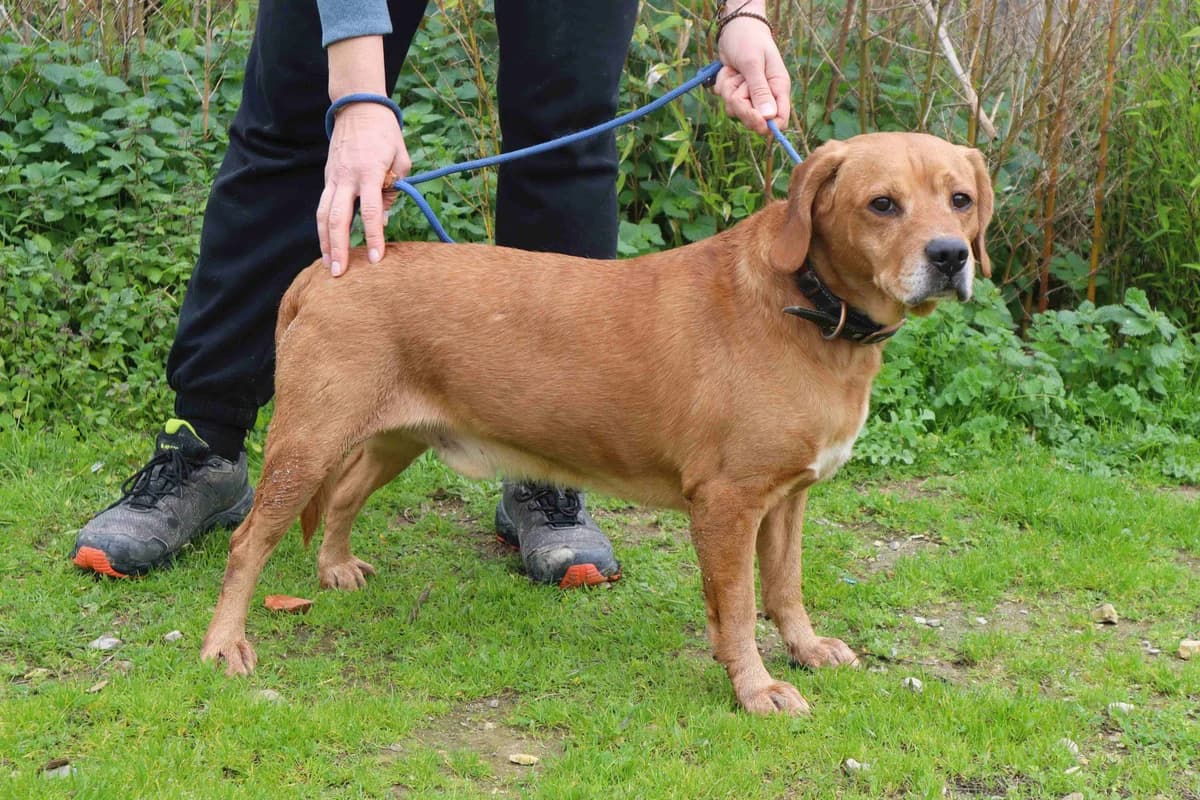 COOPER, Castanho male 7yo Mixed Breed for adoption at O Cantinho da Milu, Lisbon