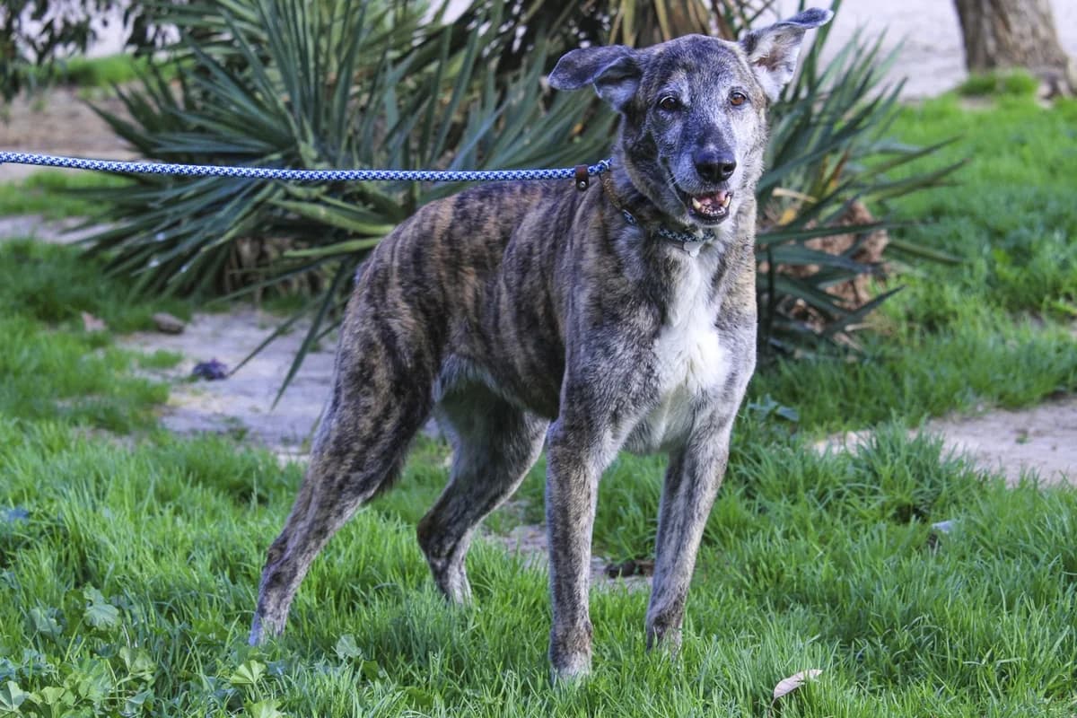 ARA, Tigrado Castanho female senior Mixed Breed for adoption at O Cantinho da Milu, Lisbon