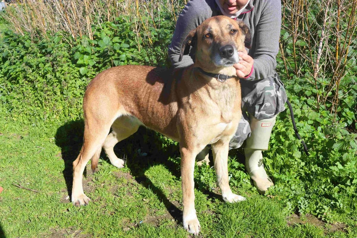 LINA, Castanho female 6yo Mixed Breed for adoption at O Cantinho da Milu, Lisbon