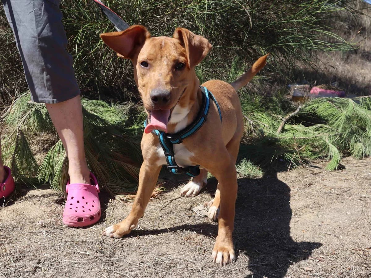 NAYO, Castanho male Mixed Breed for adoption at O Cantinho da Milu, Lisbon