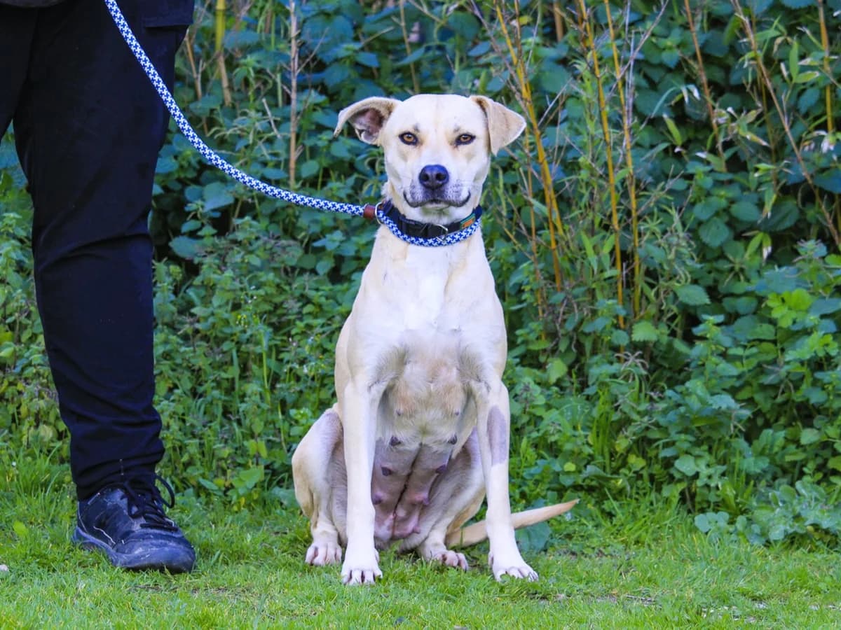 LUZ, Creme female young Mixed Breed for adoption at O Cantinho da Milu, Lisbon