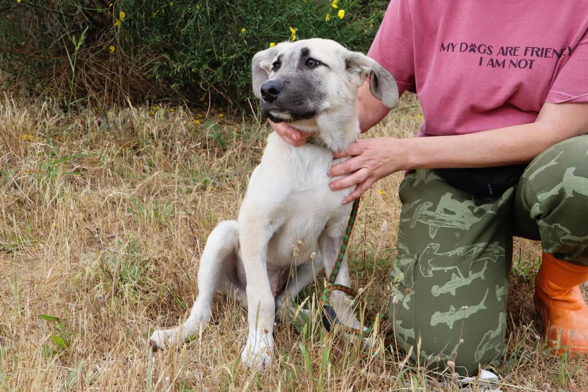 LANDO, Creme male puppy mixed breed for adoption at O Cantinho da Milu, Lisbon
