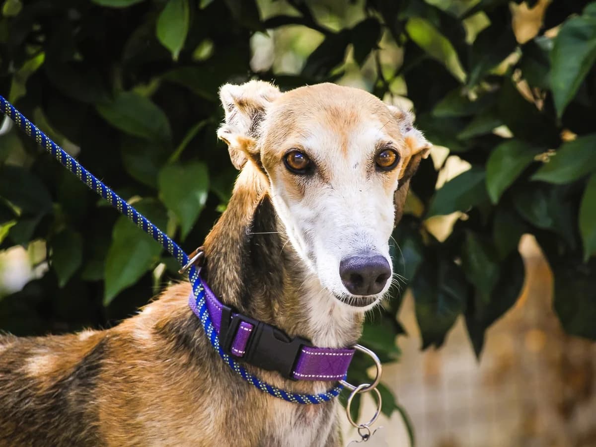 ATTICUS, Castanho male 5yo Galgo Español for adoption at O Cantinho da Milu, Lisbon