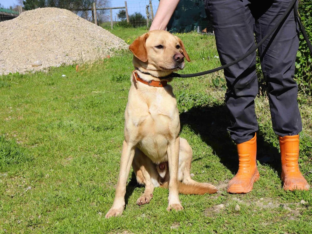 KAMILO, Creme male young Mixed Breed for adoption at O Cantinho da Milu, Lisbon
