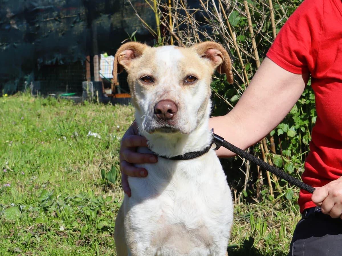 MILES, Creme male 4yo Mixed Breed for adoption at O Cantinho da Milu, Lisbon