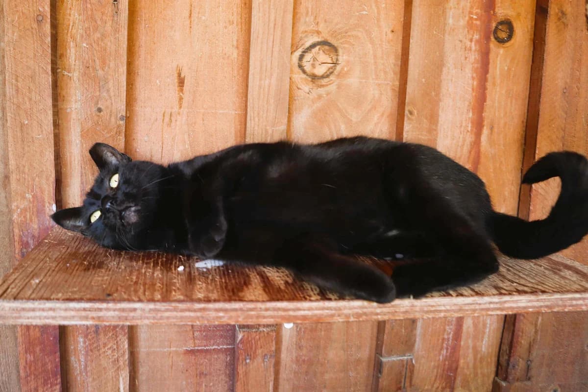 BAGUERA, Preto female 6yo Domestic Shorthair for adoption at O Cantinho da Milu, Lisbon