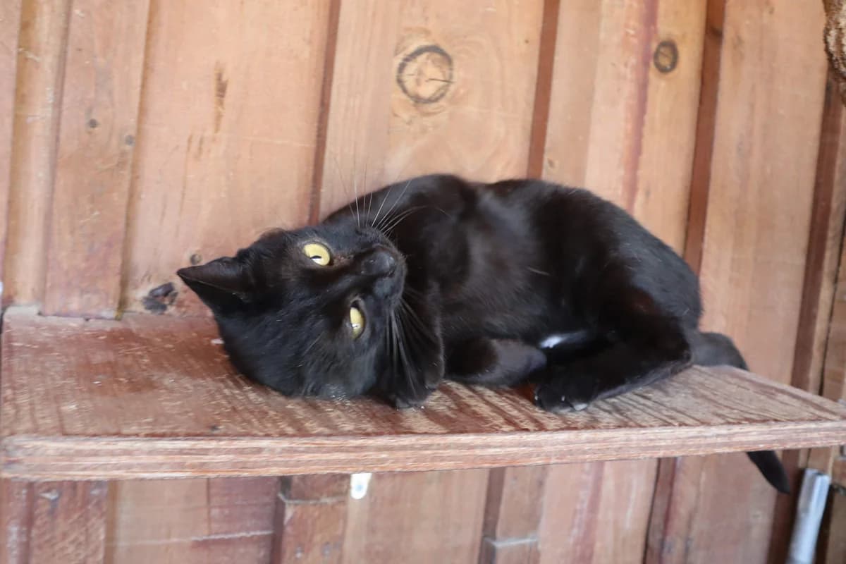 BAGUERA, Preto female 6yo Domestic Shorthair for adoption at O Cantinho da Milu, Lisbon