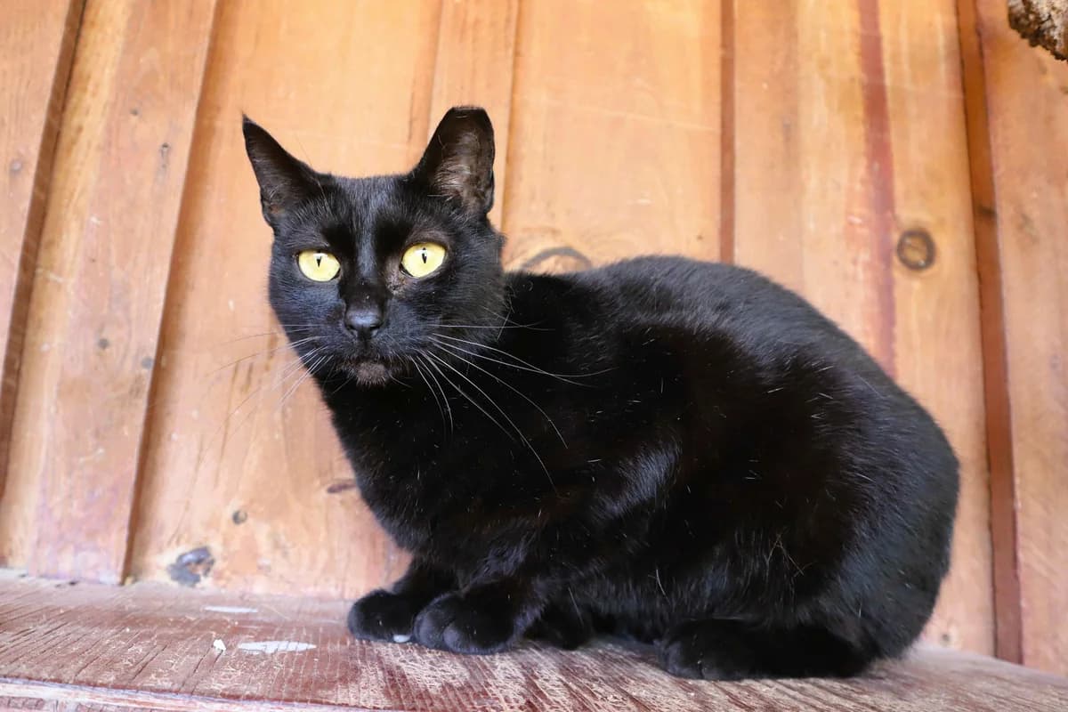 BAGUERA, Preto female 6yo Domestic Shorthair for adoption at O Cantinho da Milu, Lisbon