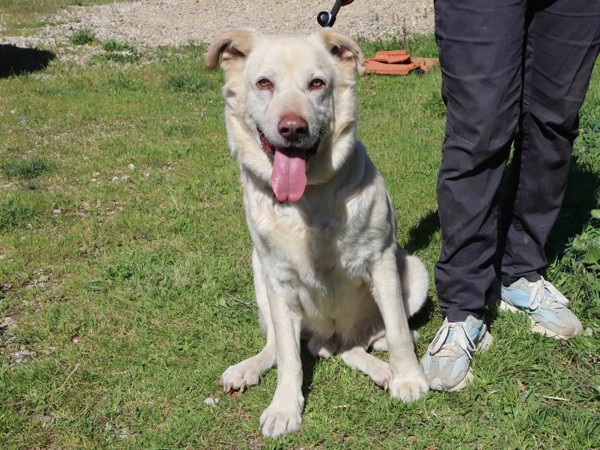 HECTOR, Branco male senior Labrador Retriever for adoption at O Cantinho da Milu, Lisbon