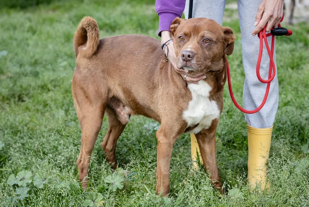 TOBY, Castanho e Branco male 3yo Mixed Breed for adoption at O Cantinho da Milu, Lisbon