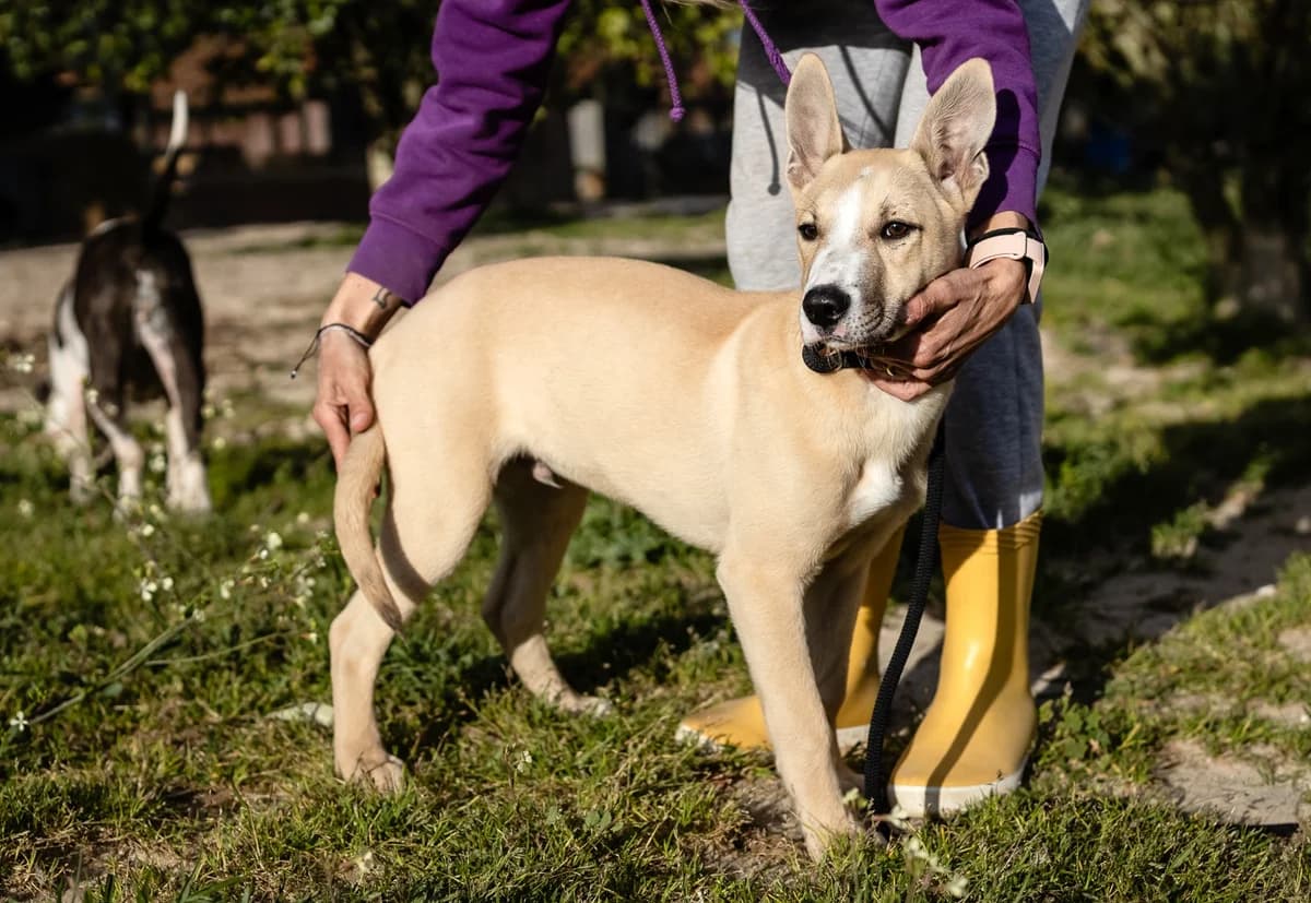 ELLIOT, Creme male puppy Mixed Breed for adoption at O Cantinho da Milu, Lisbon
