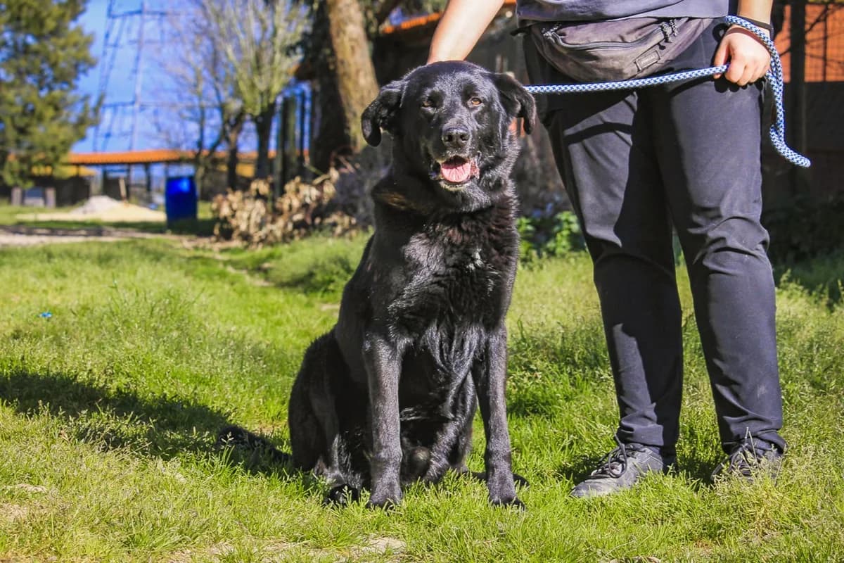 STORM, Preto male young Labrador Retriever for adoption at O Cantinho da Milu, Lisbon