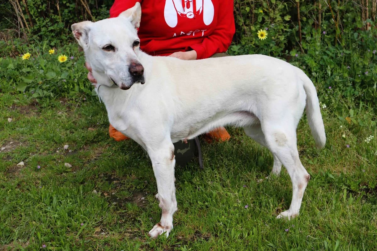 YUNA, Branco female senior Mixed Breed for adoption at O Cantinho da Milu, Lisbon