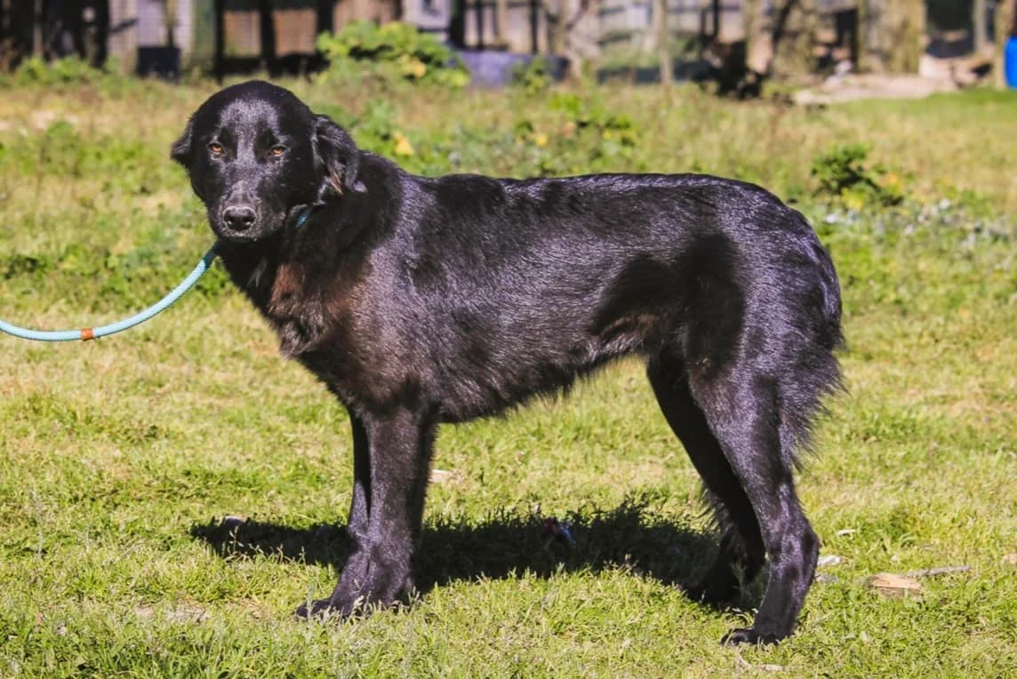 CHRISTIE, Preto female puppy Mixed Breed for adoption at O Cantinho da Milu, Lisbon
