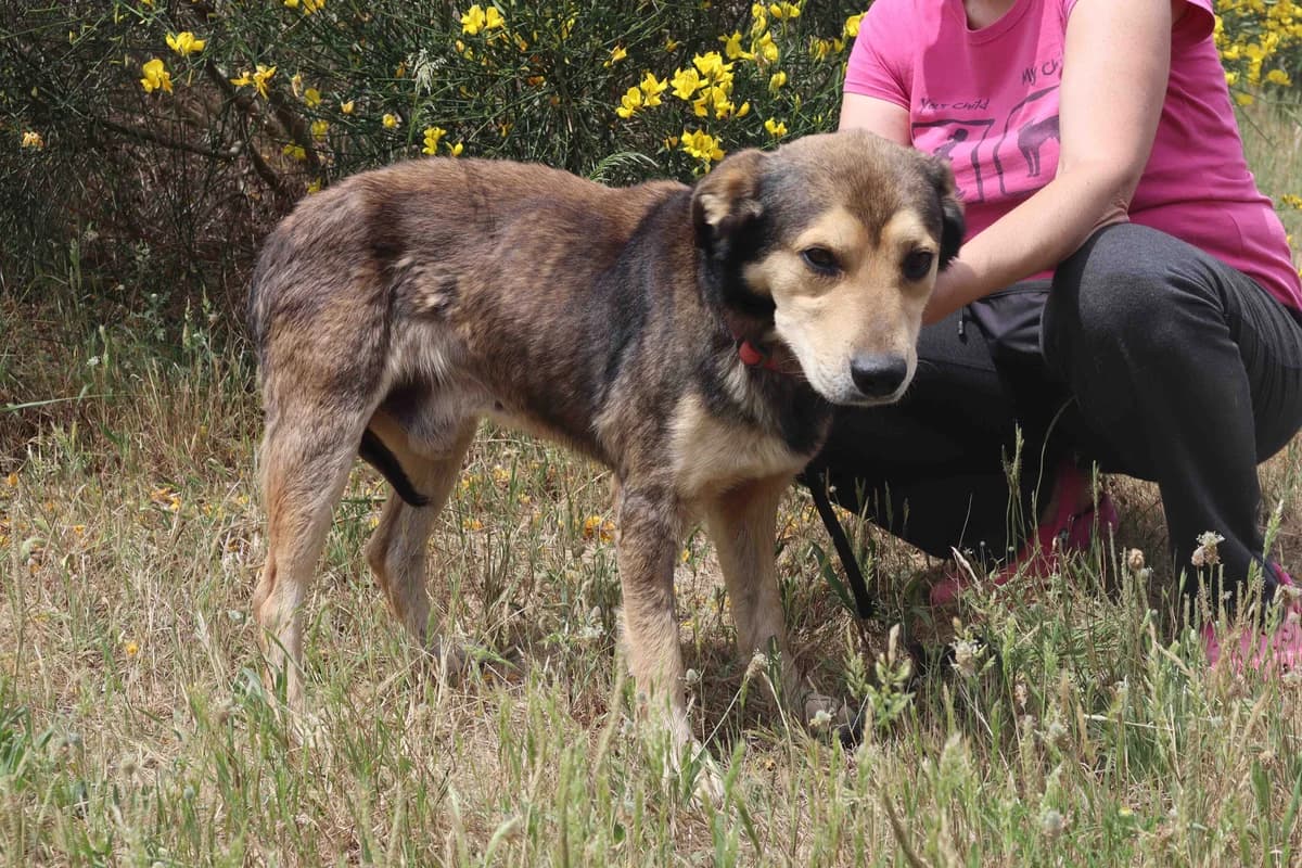 ALVIM, Mixed Breed (O Cantinho da Milu)