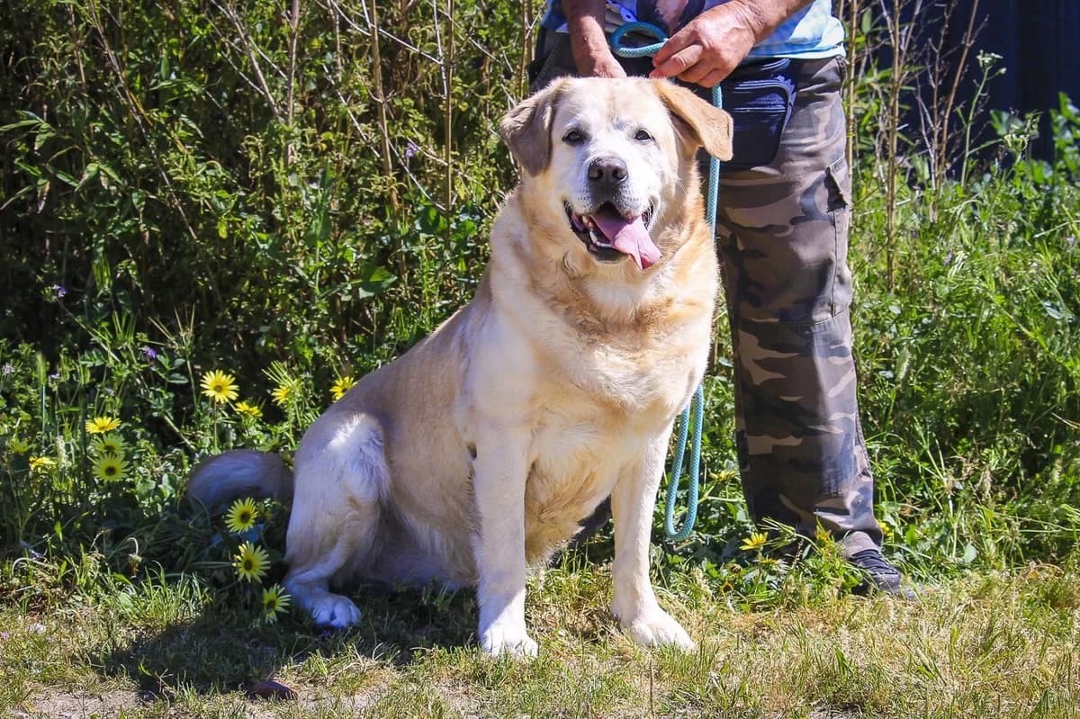 SPIKE, Creme male 7yo Labrador Retriever for adoption at O Cantinho da Milu, Lisbon