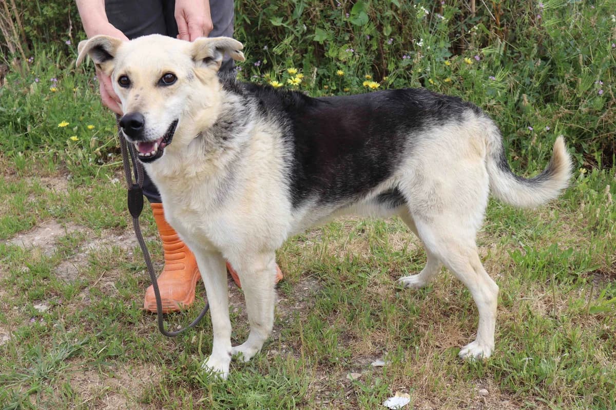INDIO, Mixed Breed (O Cantinho da Milu)