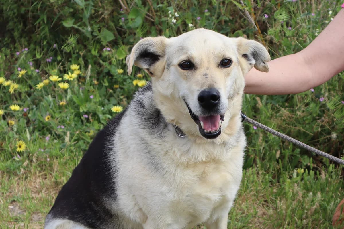 INDIO, Preto afogueado male senior Mixed Breed for adoption at O Cantinho da Milu, Lisbon