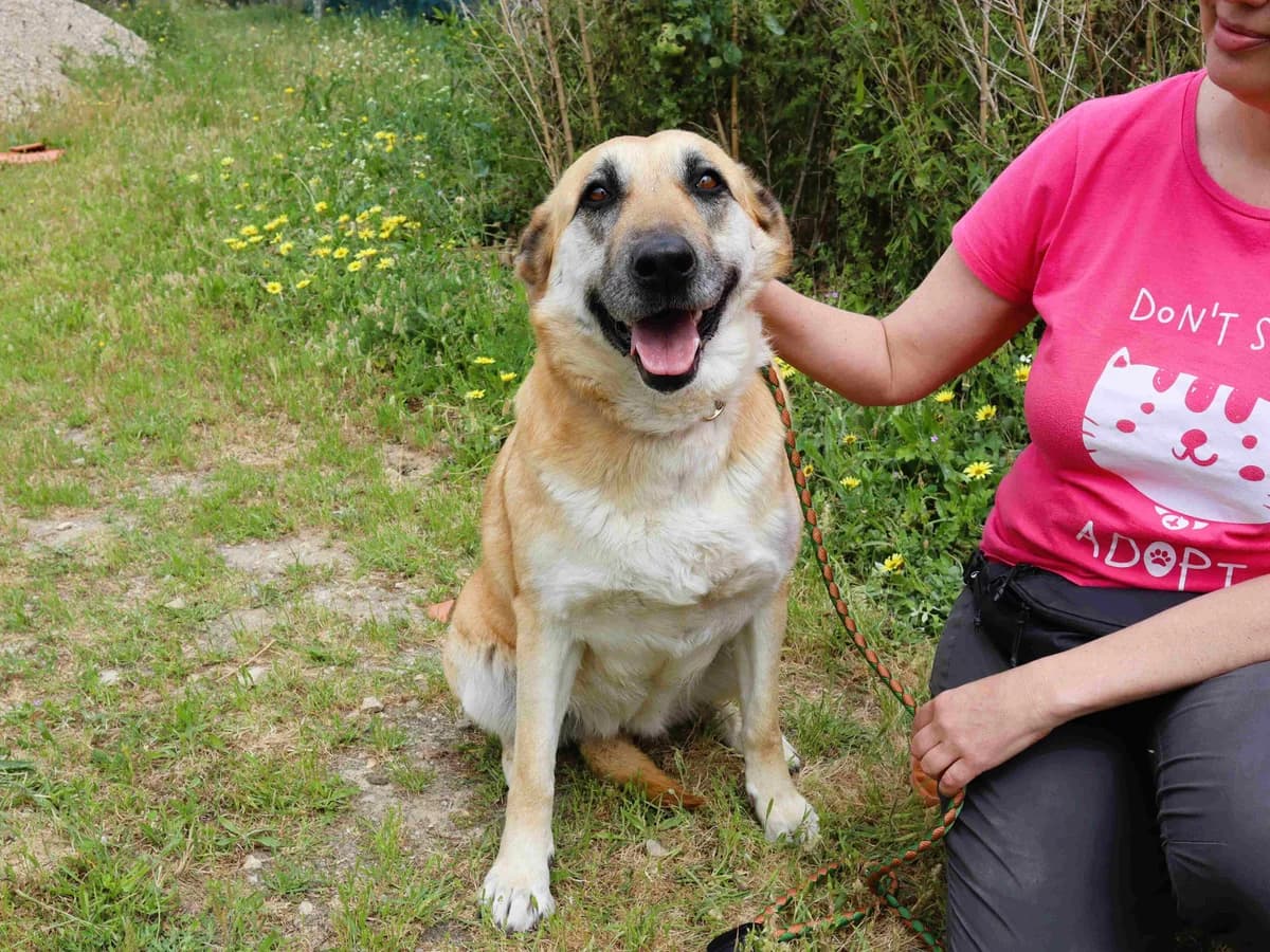 NELLY, Creme female 5yo Mixed Breed for adoption at O Cantinho da Milu, Lisbon